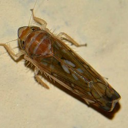 Scaphoideus titanus